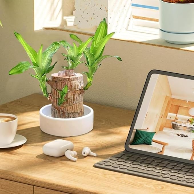 🍀 BUY 1 GET 1 FREE 🍀 Brazilian Lucky Wood