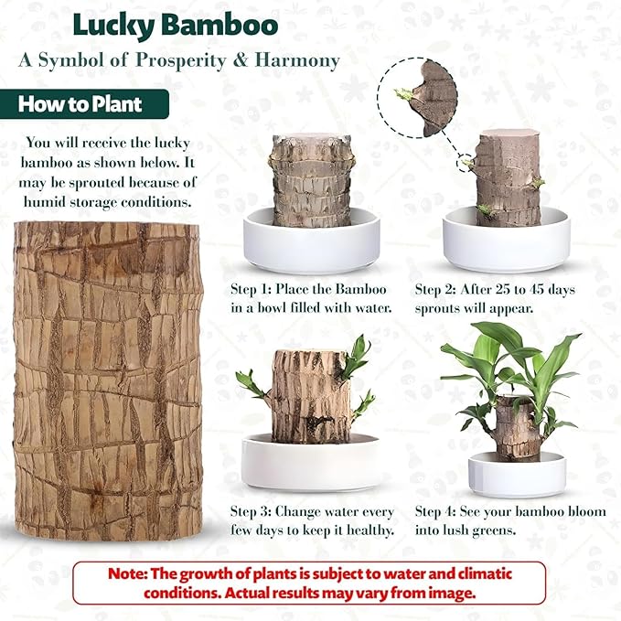 🍀 BUY 1 GET 1 FREE 🍀 Brazilian Lucky Wood