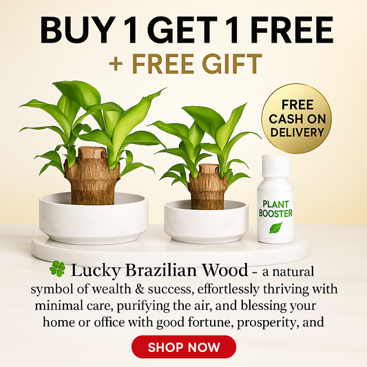 🍀 BUY 1 GET 1 FREE 🍀 Brazilian Lucky Wood